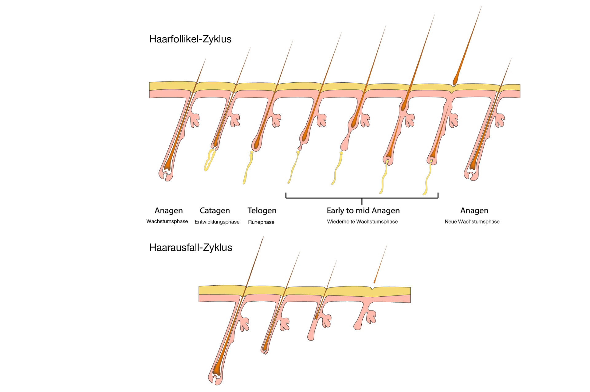 permanent-make-up-haarausfall-enstehung